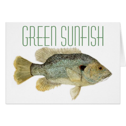 Green Sunfish (Front Horizontal)