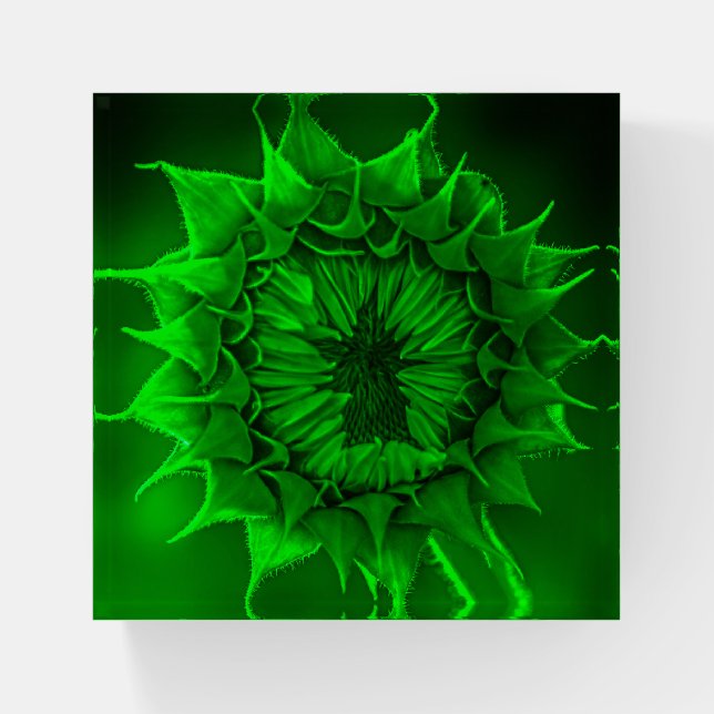 "Green Sunflower" Paperweight (Front)