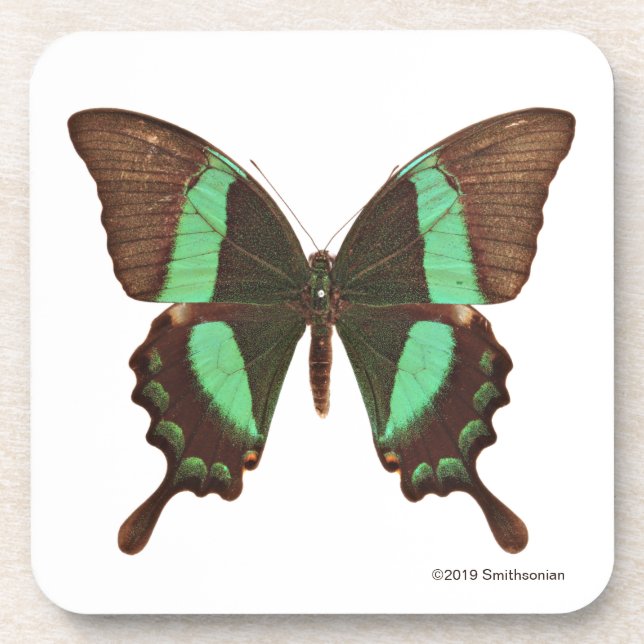 Green Swallowtail Butterfly Beverage Coaster (Front)