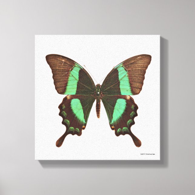 Green Swallowtail Butterfly Canvas Print (Front)