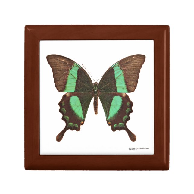 Green Swallowtail Butterfly Gift Box (Front)