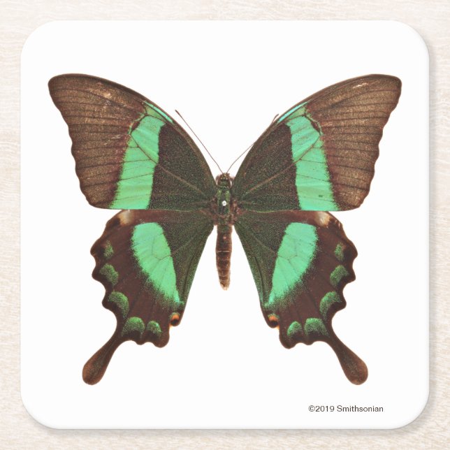 Green Swallowtail Butterfly Square Paper Coaster (Front)