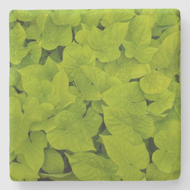 Green Sweet Potato Vine Texture, Stone Coaster (Front)
