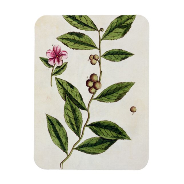 Green Tea, plate 351 from 'A Curious Herbal', publ Magnet (Vertical)