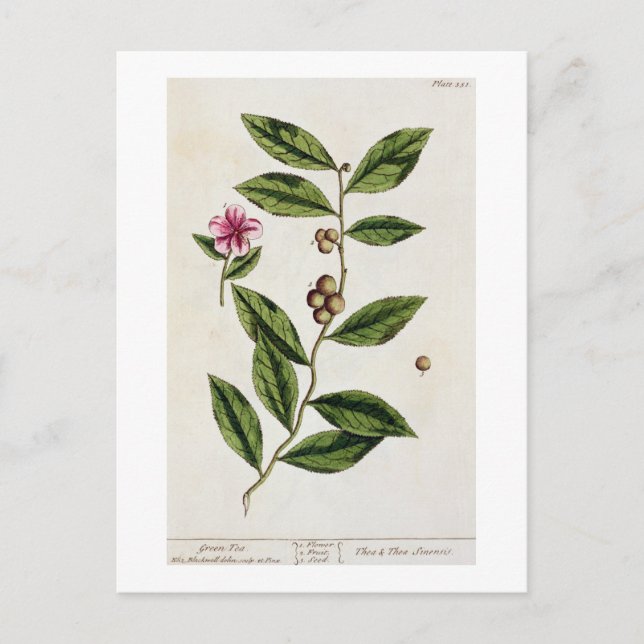 Green Tea, plate 351 from 'A Curious Herbal', publ Postcard (Front)