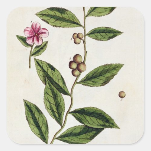 Green Tea plate 351 from A Curious Herbal publ Square Sticker
