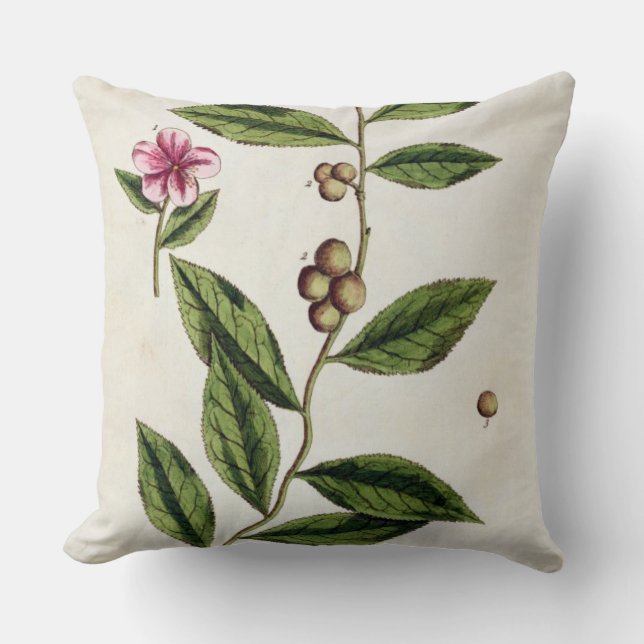 Green Tea, plate 351 from 'A Curious Herbal', publ Throw Pillow (Front)