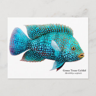 Green Texas Cichlid Postcard