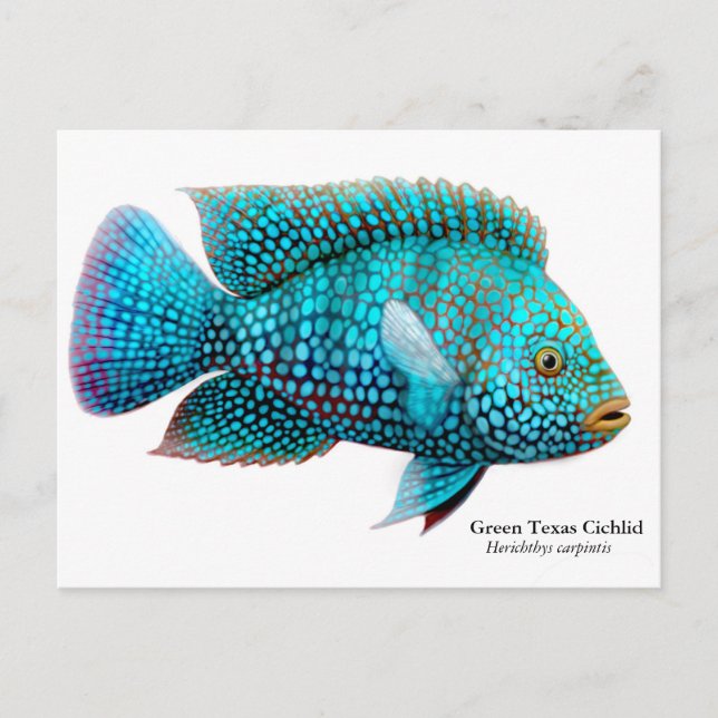 Green Texas Cichlid Postcard (Front)