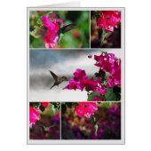 Green-throated Carib Hummingbird Collage (Front)