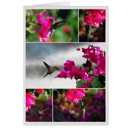 Green-throated Carib Hummingbird Collage Cards (Front)
