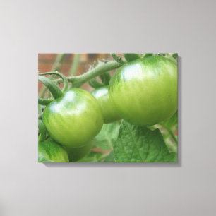 Green Tomatoes Canvas Print