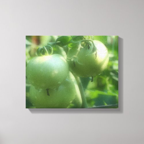 Green Tomatoes On The Vine Canvas Print