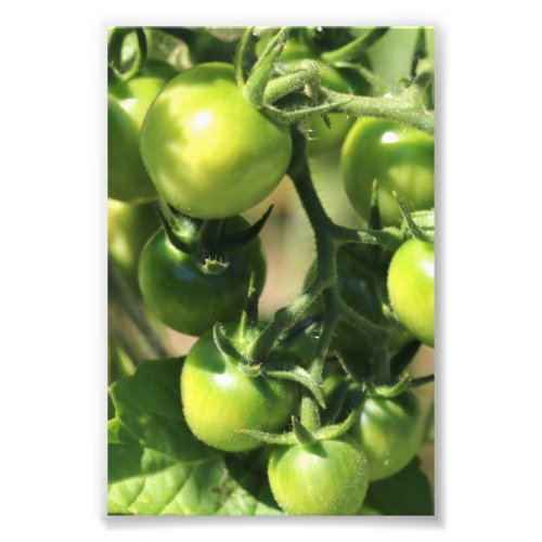 Green Tomatoes Photo Print