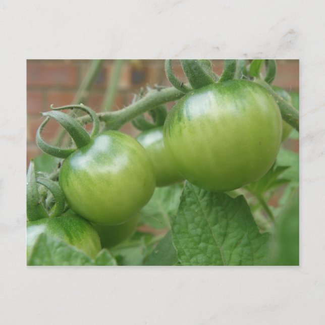 Green Tomatoes Postcard (Front)