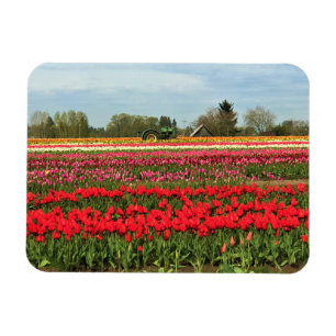 Green Tractor in Tulip Field, Oregon Magnet
