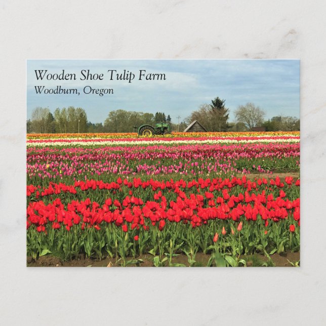 Green Tractor in Tulip Field, Oregon Postcard (Front)