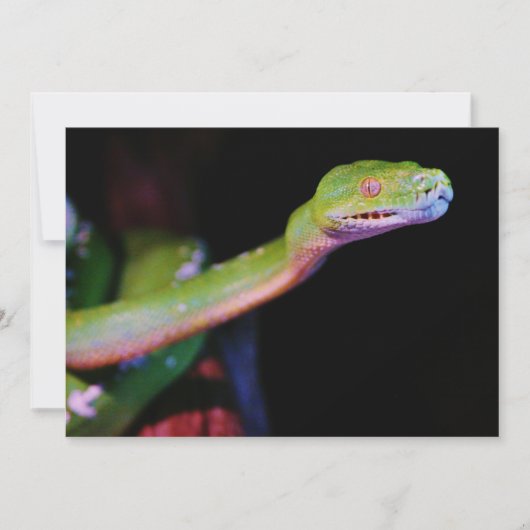 Green Tree Boa Stretching (Front)