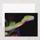 Green Tree Boa Stretching (Front/Back)