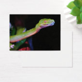 Green Tree Boa Stretching (Desk)