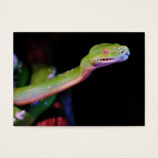 Green Tree Boa Stretching (Front)