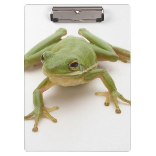 Green Tree Frog Clipboard