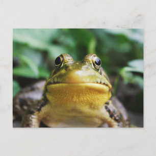 Green Tree Frog Close-Up Postcard