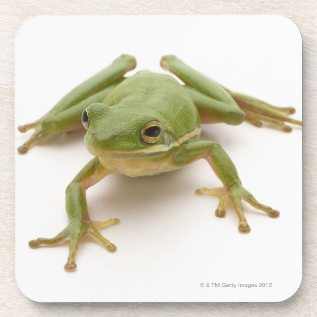 Green Tree Frog Drink Coaster (Front)