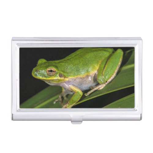 Green Tree Frog Hyla cinerea 2 Business Card Case
