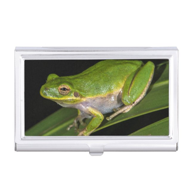 Green Tree Frog (Hyla cinerea) 2 Business Card Case (Front)