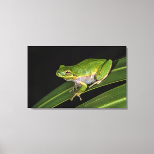 Green Tree Frog Hyla cinerea 2 Canvas Print