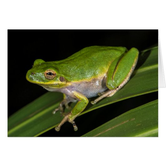 Green Tree Frog (Hyla cinerea) 2 Cards (Front Horizontal)