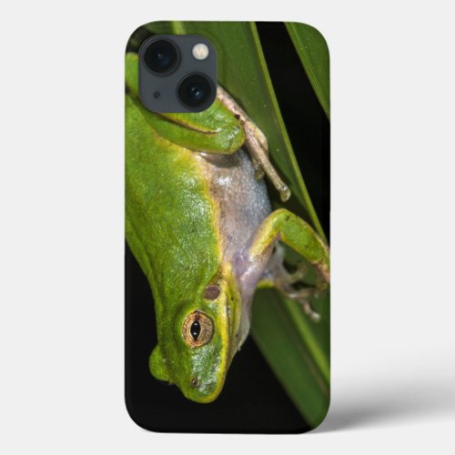 Green Tree Frog Hyla cinerea 2 iPhone 13 Case