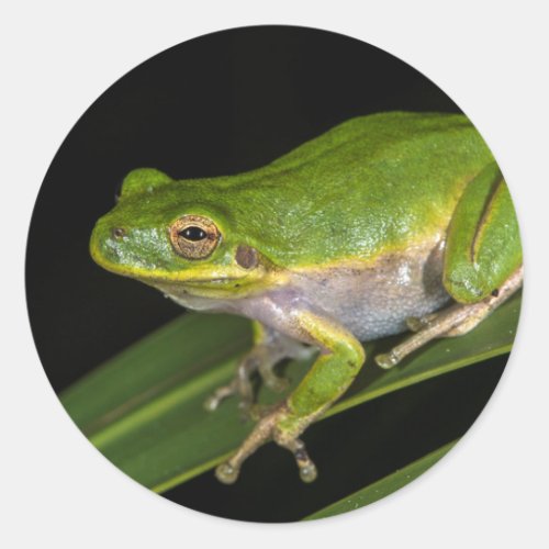 Green Tree Frog Hyla cinerea 2 Classic Round Sticker
