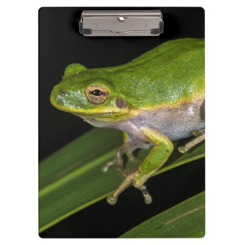 Green Tree Frog Hyla cinerea 2 Clipboard