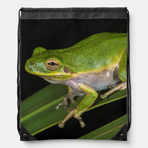 Green Tree Frog Hyla cinerea 2 Drawstring Bag