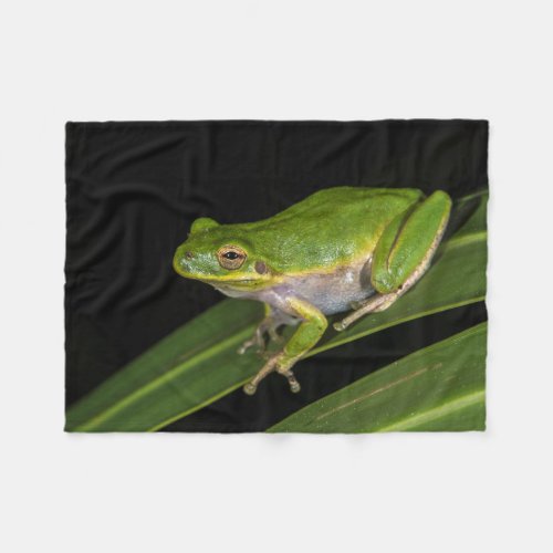 Green Tree Frog Hyla cinerea 2 Fleece Blanket