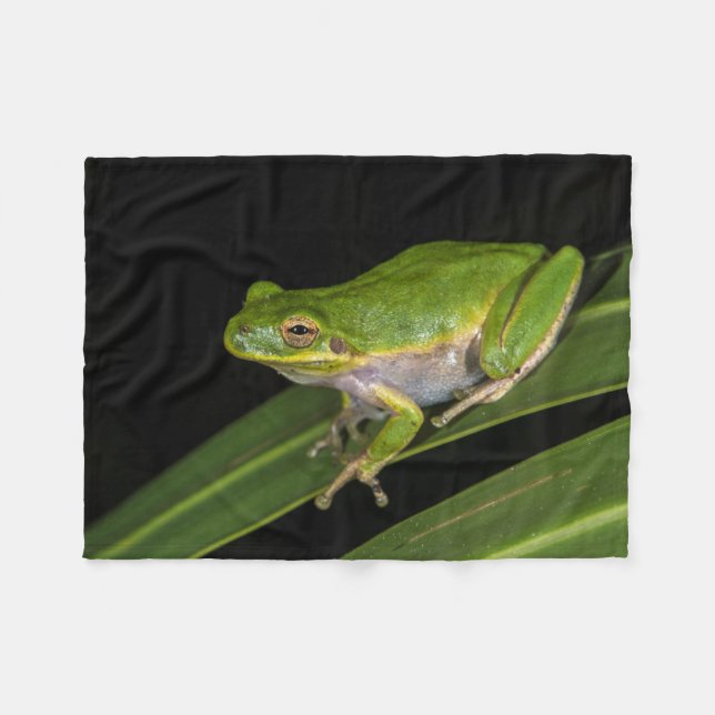 Green Tree Frog (Hyla cinerea) 2 Fleece Blanket (Front (Horizontal))