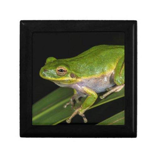 Green Tree Frog Hyla cinerea 2 Gift Box