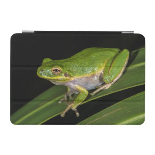 Green Tree Frog Hyla cinerea 2 iPad Mini Cover
