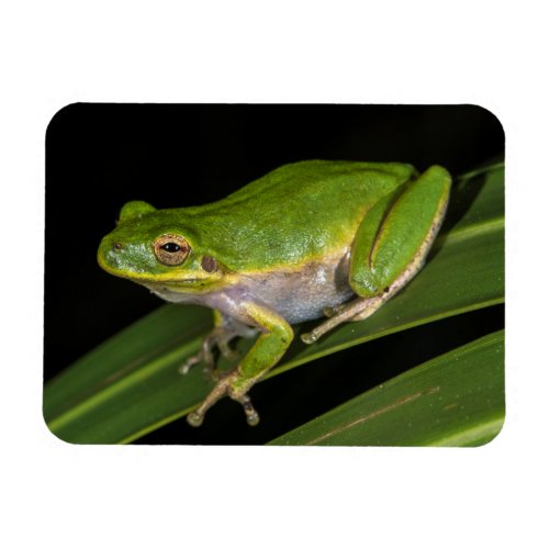 Green Tree Frog Hyla cinerea 2 Magnet