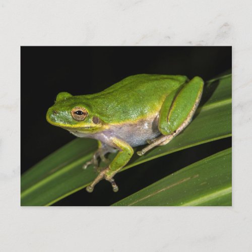 Green Tree Frog Hyla cinerea 2 Postcard