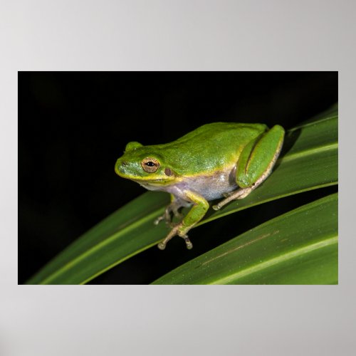 Green Tree Frog Hyla cinerea 2 Poster