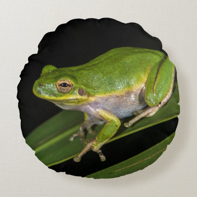 Green Tree Frog (Hyla cinerea) 2 Round Pillow (Front)