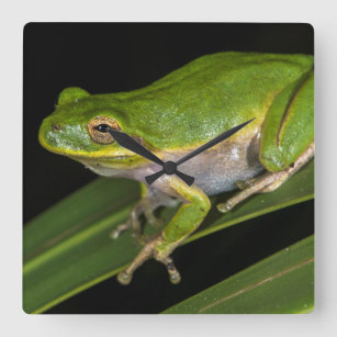 Green Tree Frog (Hyla cinerea) 2 Square Wall Clock