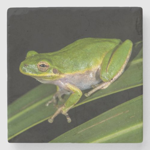 Green Tree Frog Hyla cinerea 2 Stone Coaster