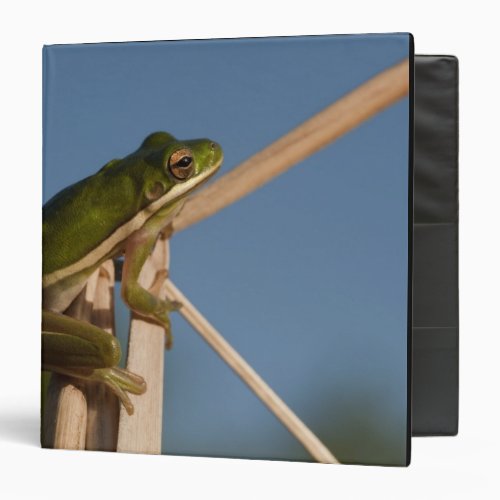 Green Tree Frog Hyla cinerea Little St 3 Ring Binder