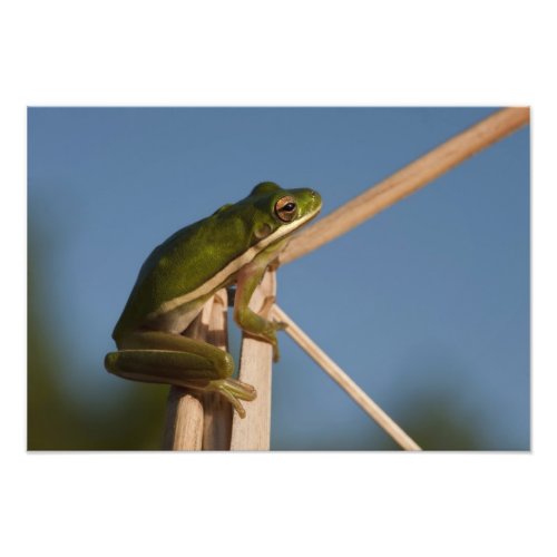 Green Tree Frog Hyla cinerea Little St Photo Print