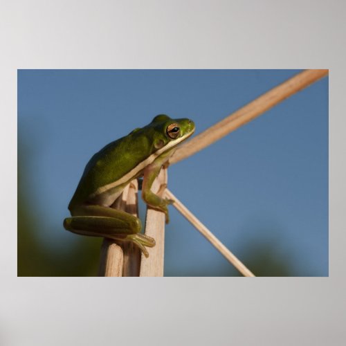 Green Tree Frog Hyla cinerea Little St Poster