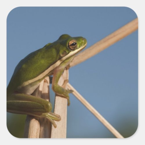 Green Tree Frog Hyla cinerea Little St Square Sticker